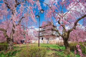 Hirosaki: Sakura Season