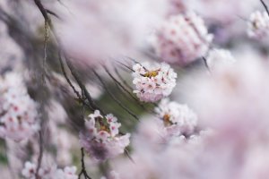Hirosaki: Sakura Season