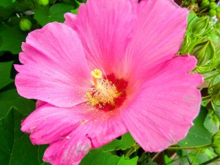 Đầy màu sắc! Vào kỳ nghỉ này của tôi, tôi thật may mắn được thấy hoa Chi trà (Camellia) nở rộ trong sân đền