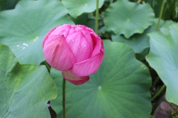 <p>In summer time lotus flowers bloom in the garden</p>