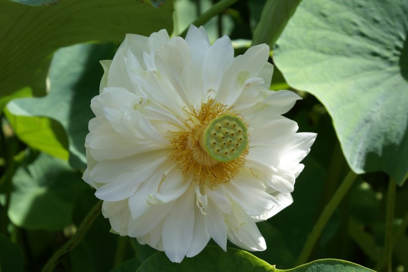 <p>ดอกบัวสีขาวอยู่ในกึ่งกลางของสวน</p>