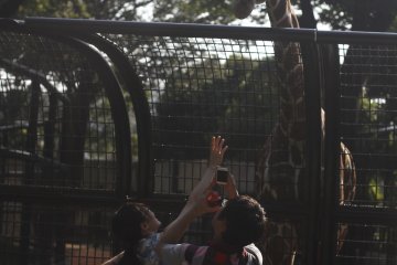 <p>Visitors take photographs with the giraffe.&nbsp;</p>