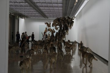 <p>The wolves progressing towards the glass wall.&nbsp;</p>