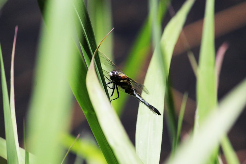 <p>A dragonfly by one of the ponds on our walk</p>
