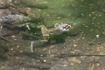 <p>This frog was not afraid to say hello to us! &nbsp;</p>