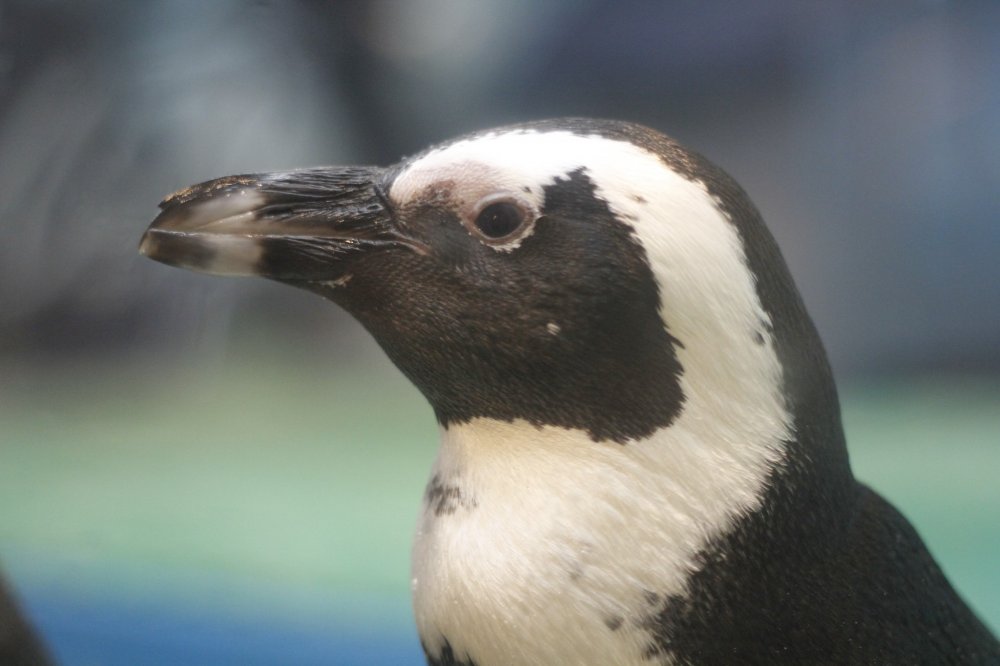 A close up of the penguins face.&nbsp;