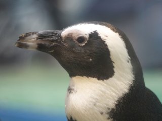 A close up of the penguins face.&nbsp;