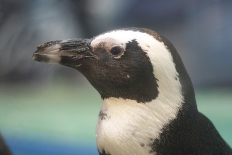 <p>A close up of the penguins face.&nbsp;</p>