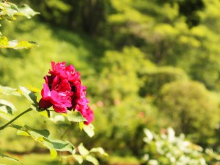 Vườn hoa hồng Anh là một nơi thú vị để đi dạo