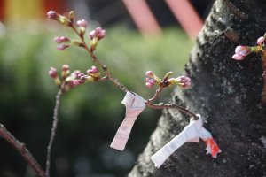 Омикудзи, завязанная на дереве у храма