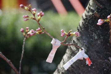 <p>Омикудзи, завязанная на дереве у храма</p>