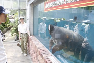 <p>An staff member explains the manatee in Japanese.</p>