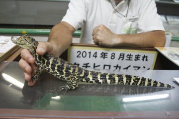 <p>Visitors are allowed to touch the baby&nbsp;alligator</p>
