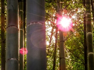The late afternoon sunlight piercing through the bamboo trees