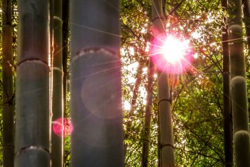 แสงอาทิตย์ยามเย็นกรองผ่านป่าไผ่