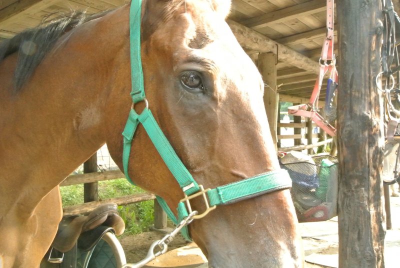 <p>This is the horse I rode, Julia. I love her big, beautiful eyes.</p>