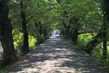 <p>A cherry tree covered road at Tenshochi, so beautiful in spring</p>