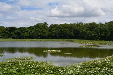 <p>Озеро с кувшинками неподалеку от городка Авара</p>