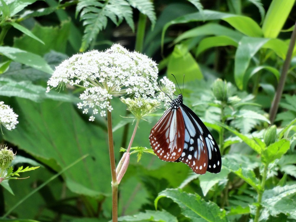 Бабочка присела на цветок вдоль тропы озера Онума