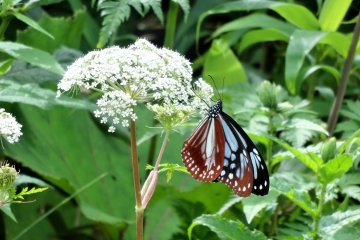 <p>A butterfly lands on a flower along the Lake Onuma trail</p>