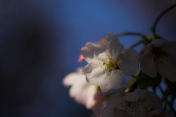 <p>Cherry blossoms</p>