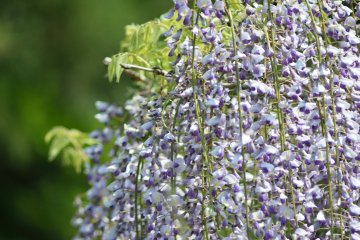 <p>Wisteria blooms in May</p>