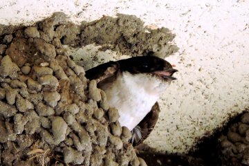 <p>There were swallows nesting under the eaves of the road station</p>