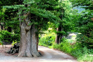 <p>Huge tree beside a road leading into the hills</p>