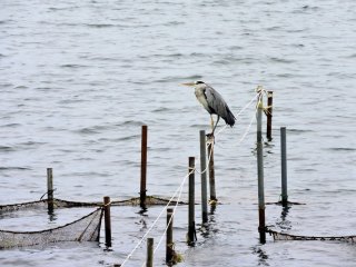 A heron watching for fish