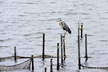 <p>A heron watching for fish</p>