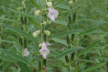 <p>Sesame plants flower this season, pods filled with the valuable seeds.</p>