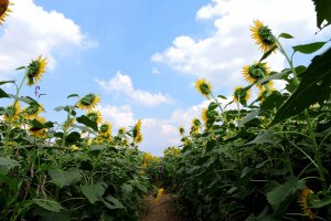 Narrow paths lead between the tall sunflower plants