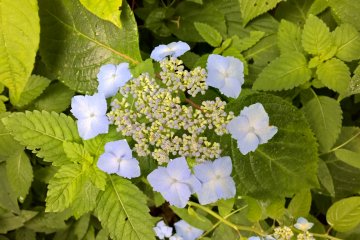 <p>Mountain Hydrangea, 山のアジサイ, blooms in late June, it comes in several colors</p>