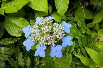 <p>Another color of the Japanese Mountain Hydrangea, 山のアジサイ, blooms in July</p>