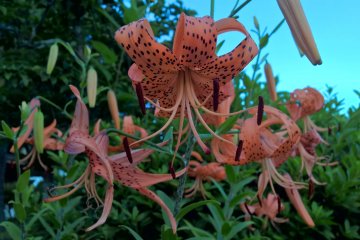 <p>Lilium Lancifolium, オニユリ, the japanese name means Devil&#39;s lily. It blooms in July</p>