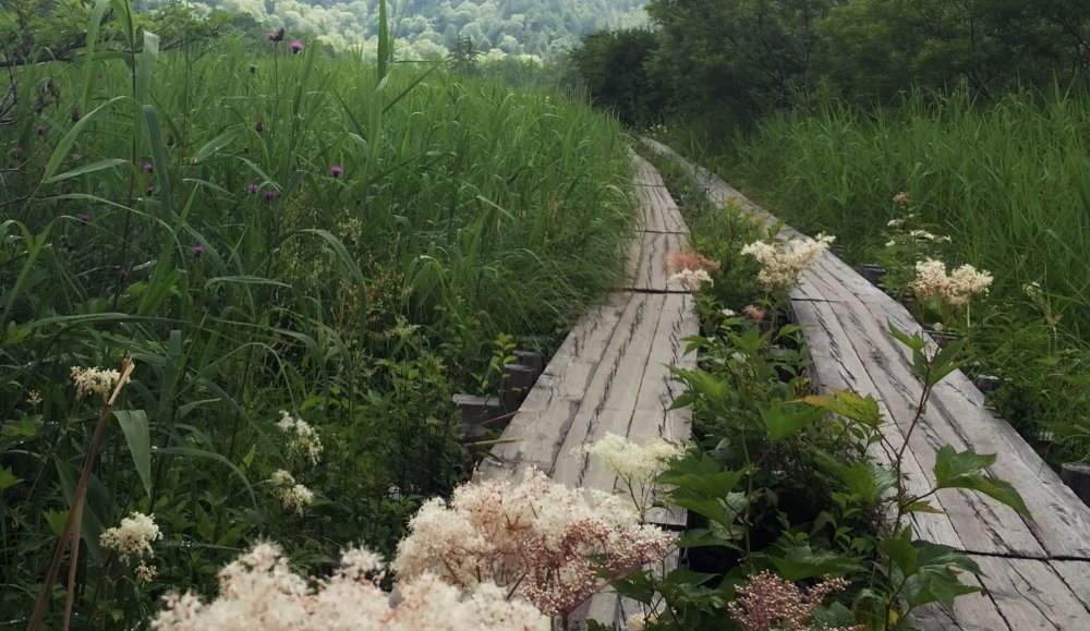 Flowers line the wooden path at Oze National Park.