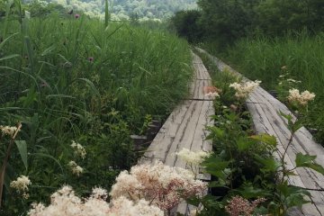 <p>Flowers line the wooden path at Oze National Park.</p>