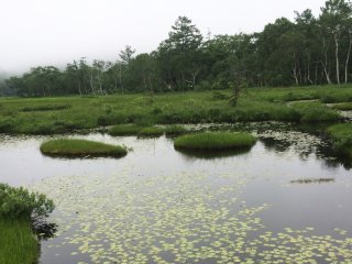 Lily pads were abound in the marsh.