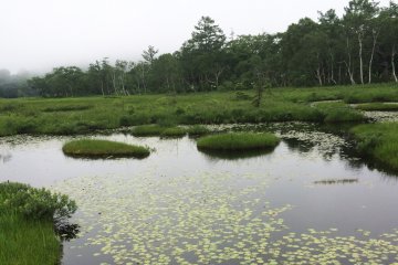 <p>Lily pads were abound in the marsh.</p>