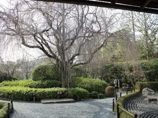 退蔵院庭園の入り口にある枝垂桜