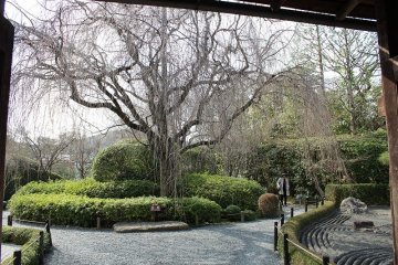 A weeping cherry tree in the Taizo-in zen garden