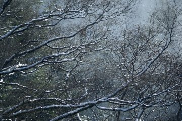 <p>Снег, тающий на деревьях под лучами солнца</p>
