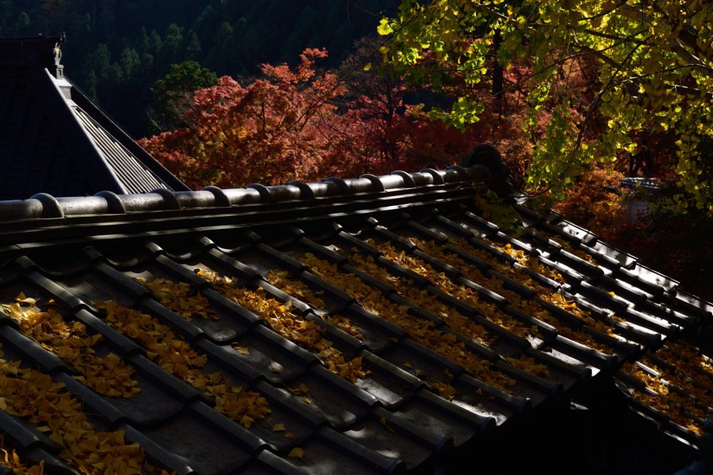Both the ground and roof have turned the colors of autumn