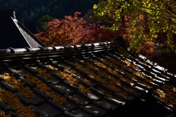 <p>Both the ground and roof have turned the colors of autumn</p>