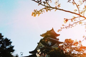 Kochi Castle in Sakura