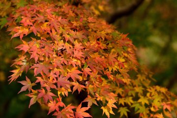 <p>Autumn colors</p>