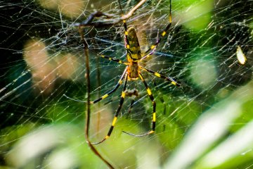 <p>For some reason I encountered numerous spiders throughout this hike</p>
