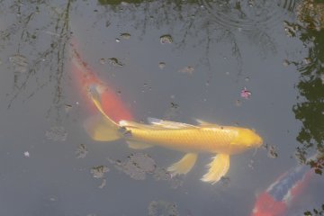 There&#39;s even a special kind of carp bred here, according to one of the Shogun&#39;s wishes ages ago.&nbsp;