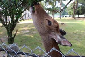 In the interest of resident and guest safety, specialists from Kasuga Shrine have cut the antlers off male deer every October since 1671