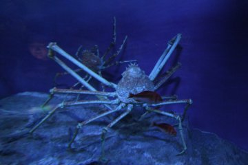 <p>Deep sea crabs</p>
